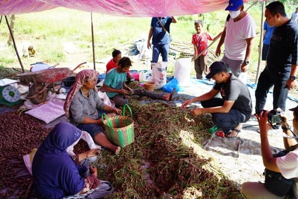 Bisa Panen Tiga Kali Setahun, Wagub Sumut Optimis Sumut Swasembada Bawang Merah